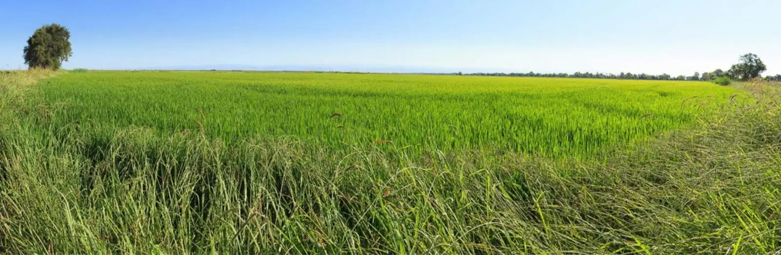 Butte County farmland